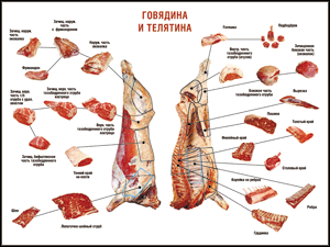 Говядина и телятина